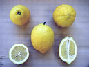Плоды лимона Эврика