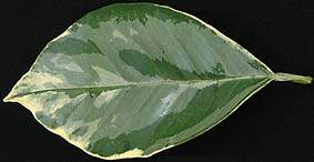 Пестрый лист цитрусовых