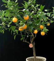 Апельсин Тровита