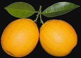 Плоды апельсина Тровита