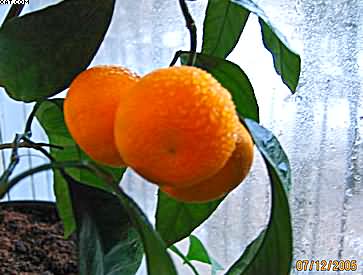 Спелые мандарины