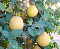 Лимон Пондероза