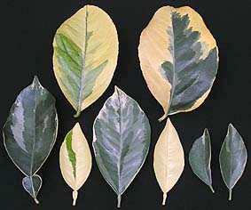 Пестрые листья цитрусовых