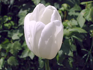 Белый тюльпан